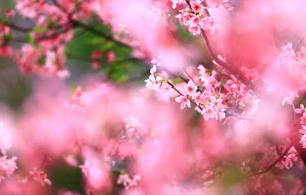 Flowers, branches, cherry, background, spring, blur, Sakura, pink