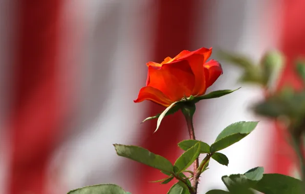 Rose, bokeh, scarlet rose