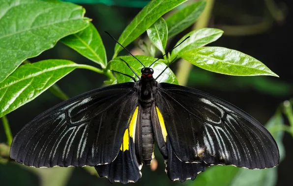Leaves, microsemi, wings, Butterfly, insect, beautiful, closeup