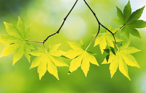 Summer, sheet, green, leaves
