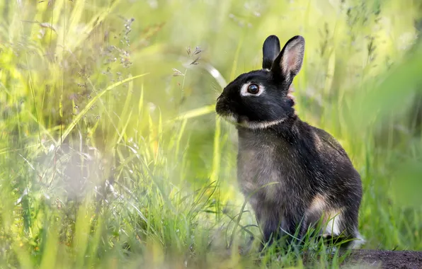 Picture nature, background, hare