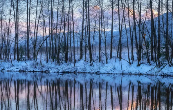 Picture Light, Winter, Bare Trees Reflections