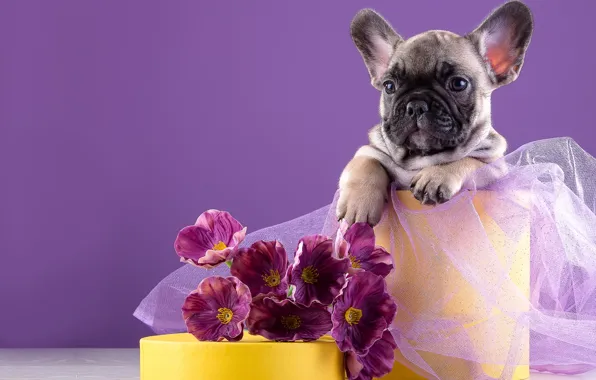Flowers, puppy, French bulldog