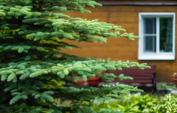 Greens, House, Window, Spruce, Spruce branches