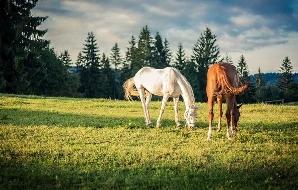 Field, forest, grass, clouds, light, nature, glade, horses