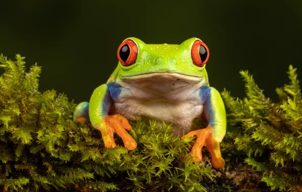Greens, look, macro, the dark background, moss, frog, portrait, green