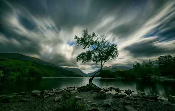 Lake, tree, Wales, Llyn Padarn
