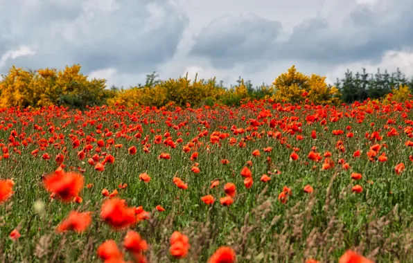 Summer, the sky, clouds, flowers, nature, Maki, meadow, red