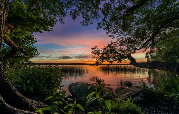 Trees, sunset, lake, nettle