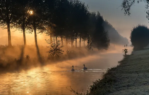 Light, trees, landscape, nature, fog, dawn, shore, morning