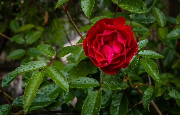 Drops, red, peony