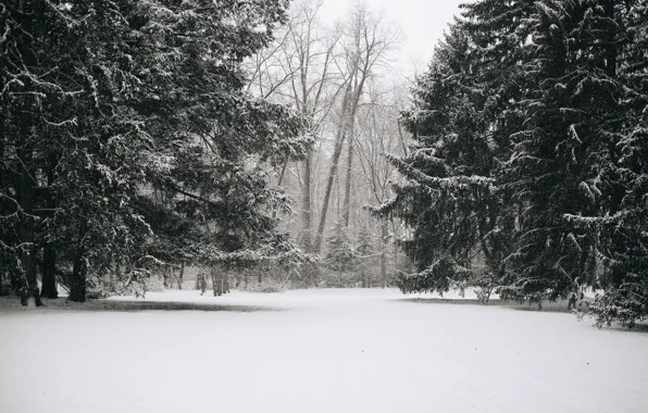 Winter, snow, trees, nature