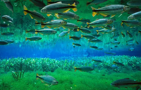 Picture sea, water, fish, pack, cant