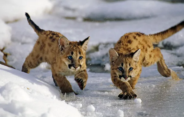 Picture ice, winter, snow, cats, Utah, USA, Uinta National Forest, mountain lions