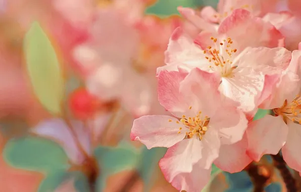 Flowers, spring, Apple