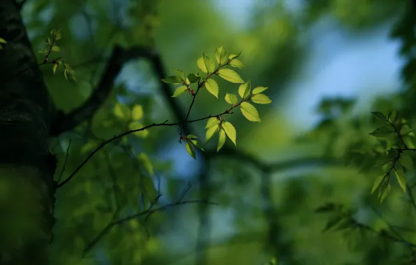 Greens, leaves, trees, branches, tree, branch, foliage, leaf