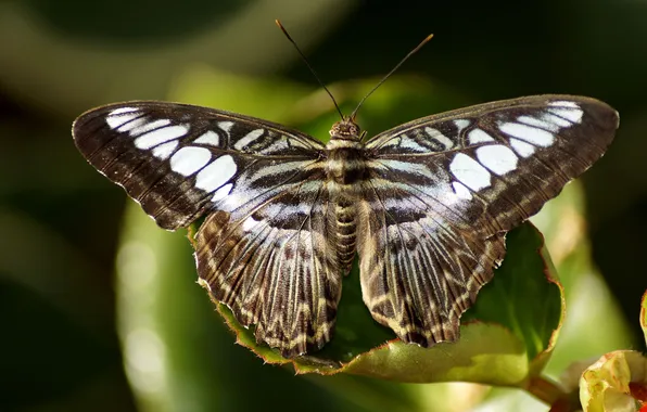 Leaves, microsemi, butterfly, wings, insect, beautiful, closeup