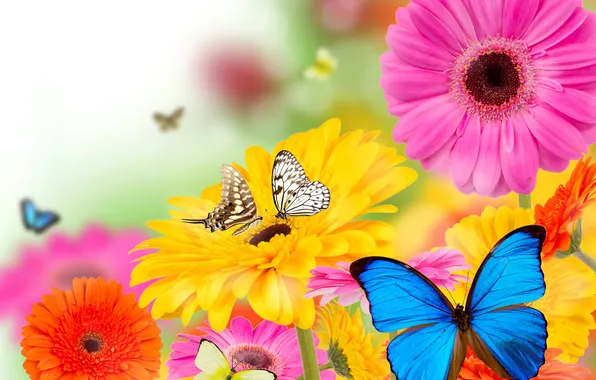Flowers, collage, butterfly, petals, motylek