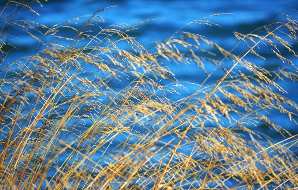 Autumn, grass, water, plant