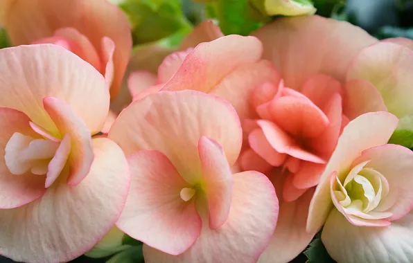 Picture macro, flowers, petals, begonia