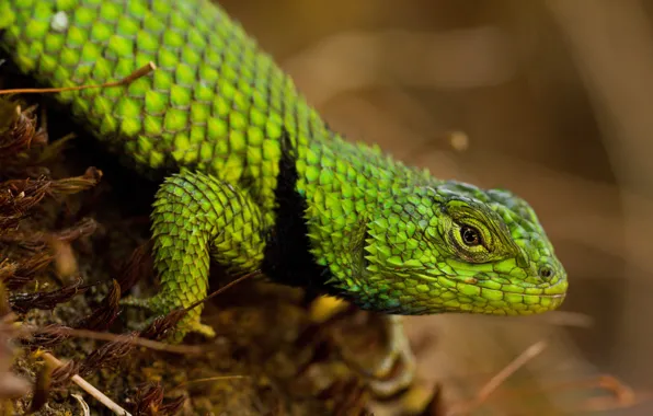 Look, pose, background, moss, legs, scales, lizard, green