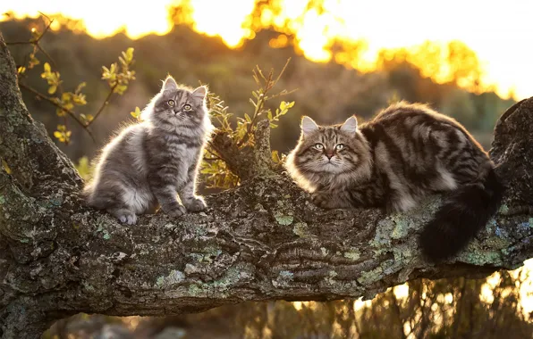 Cat, cat, cats, nature, kitty, cats, mom