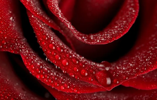 Picture drops, red, rose