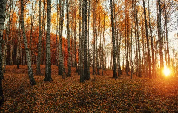 Picture autumn, forest, nature