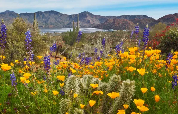 The sky, flowers, mountains, lake, cactus