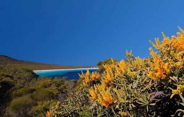 Picture sea, flowers, Australia, Cape Le Grand National Park, nuytsia