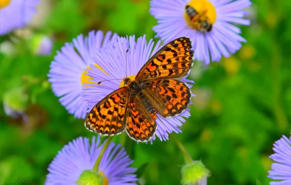 Picture Macro, Butterfly, Macro, Butterfly, Purple flowers