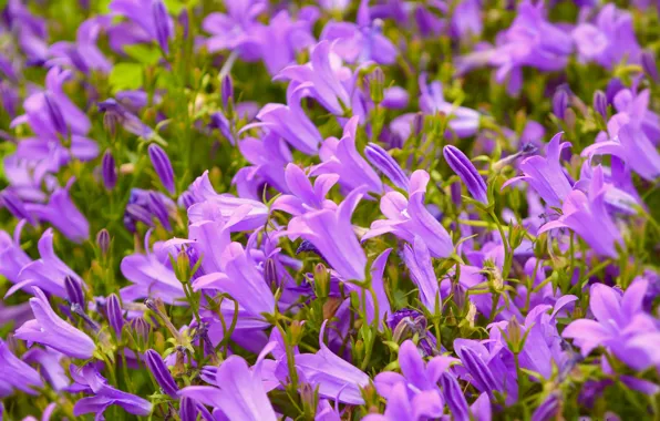 Picture Spring, Bells, Spring, Purple flowers