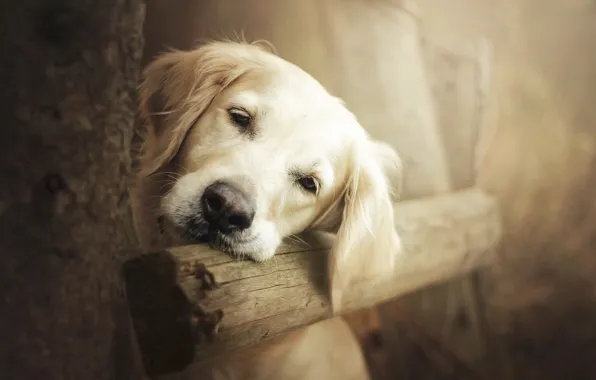 Look, each, dog