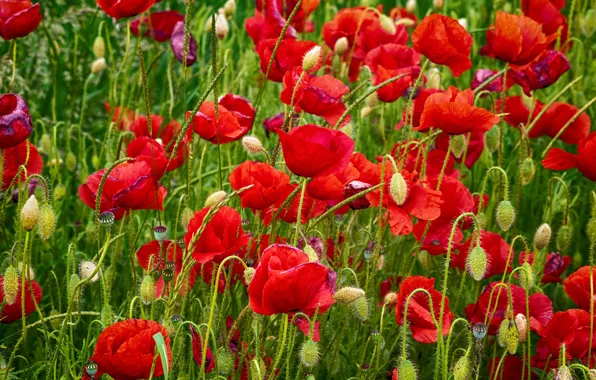 Picture greens, summer, flowers, red, Maki, meadow, buds, al