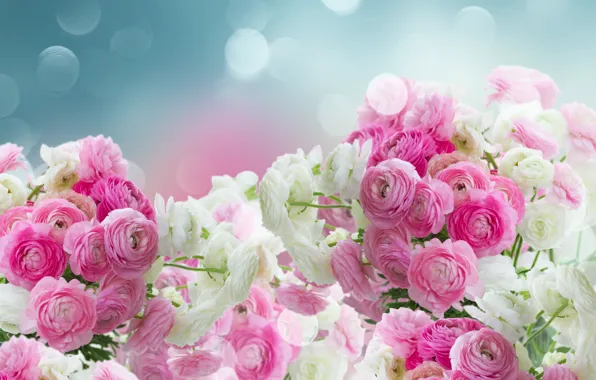 White, pink, pink flowers, flowers, beautiful, buttercups, ranunculus