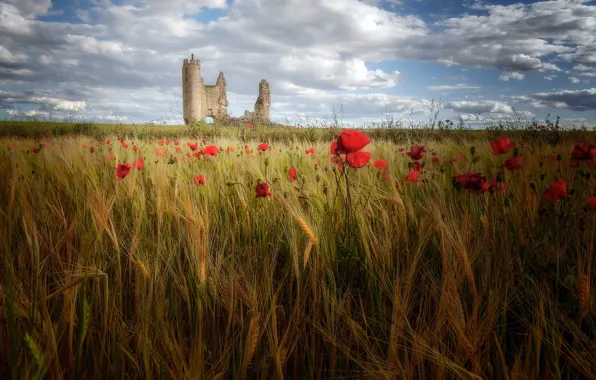 The sky, clouds, flowers, castle, rye, Maki, ears, ruins
