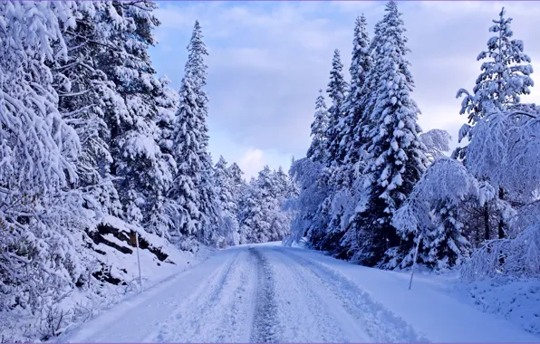 Picture winter, road, forest, snow, trees, blue, ate