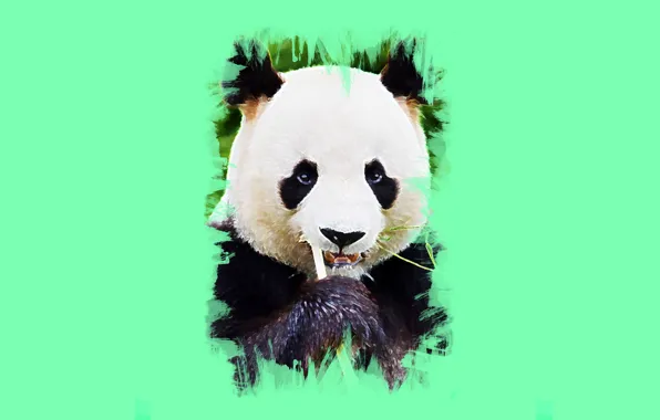 Look, art, Panda, cute