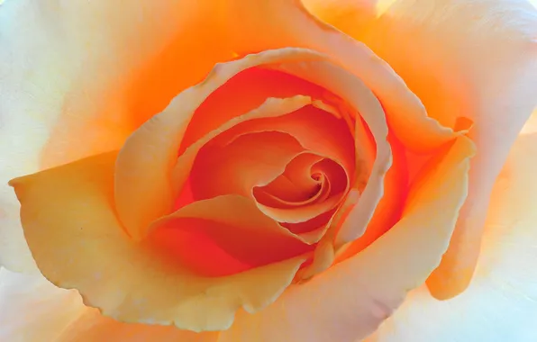 Picture flower, macro, background, rose, color, beauty