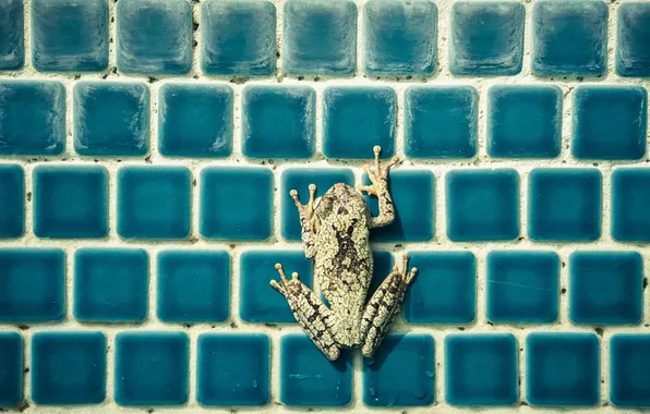 Picture background, color, frog