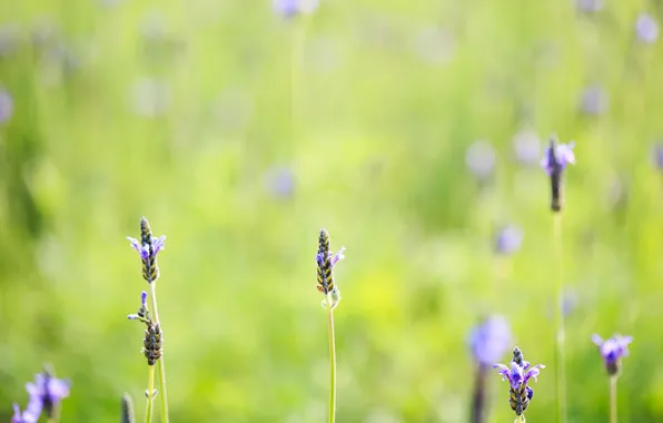 Summer, grass, flowers, field, lilac