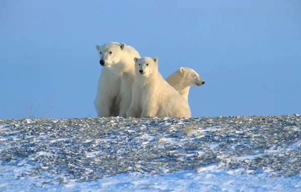 Picture polar bears, Arctic, North