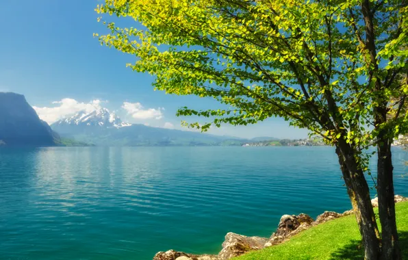 Mountains, lake, river, tree, shore, Sunny