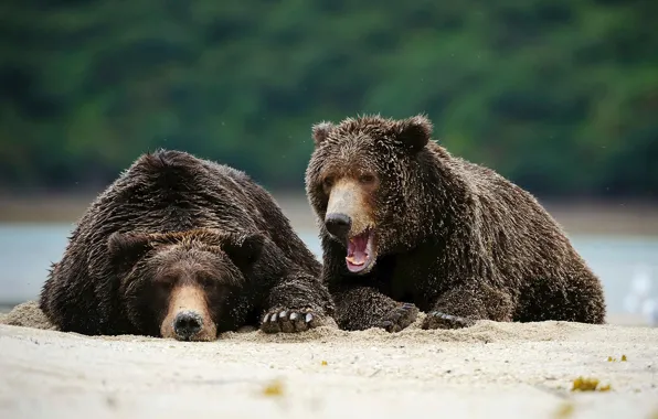 Picture predator, Alaska, brown bear