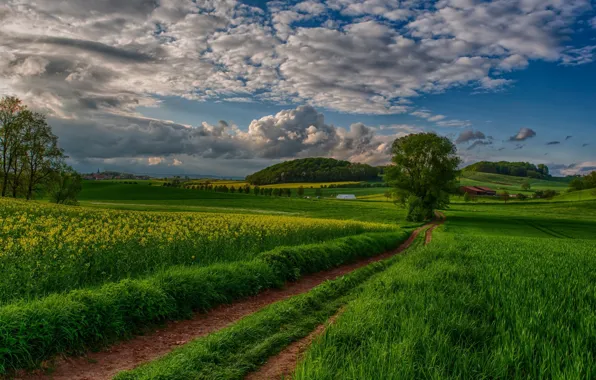 Picture road, field, the sky, clouds, nature