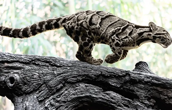 Nature, predator, color, log, wild cat, clouded leopard