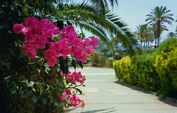 Flowers, The sky, Nature, Summer, Palm trees, Plants, Nature, Sky
