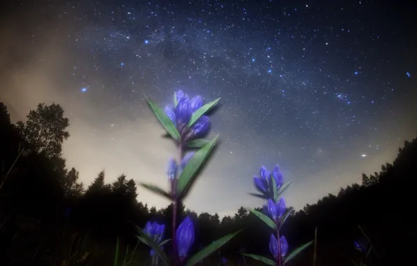 Space, stars, flowers, night