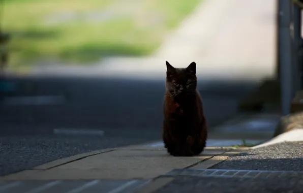 Picture road, cat, the city, black, Sunny