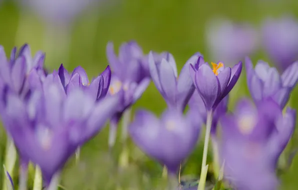 Flowers, glade, spring, crocuses, green background, lilac
